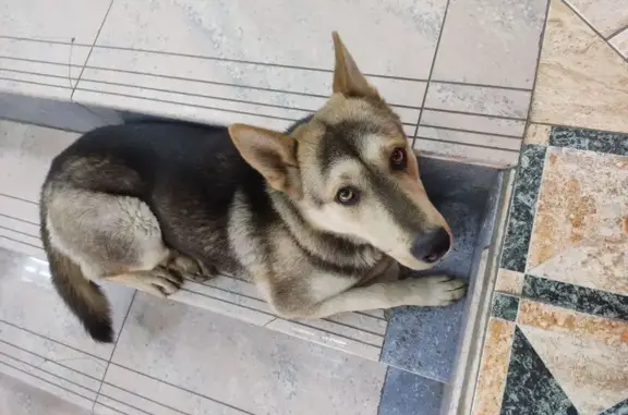 Собака в магазине, Ставропольская 75/2