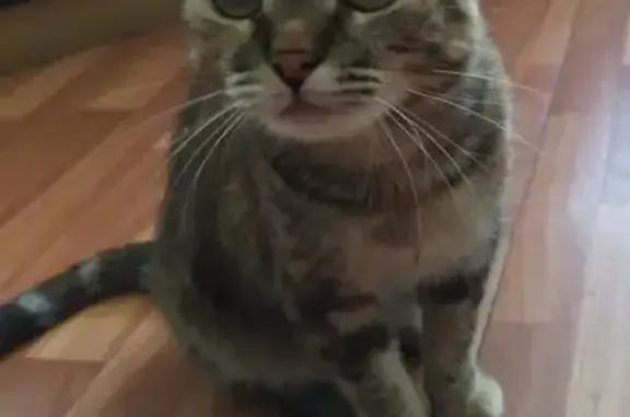 Пропала кошка, Агалатово, 151