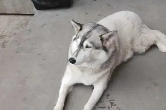 Хаски найдена: Коммунистический пр., 48