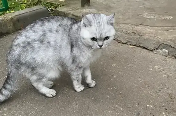 Найденные животные Кострома, фото: Кошка найдена: Якиманиха 8, Кострома