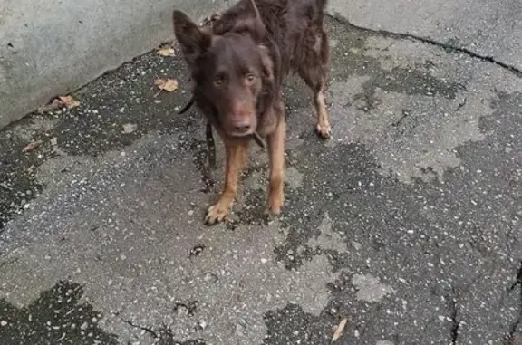 Собака найдена: Аэродромная 119, Самара