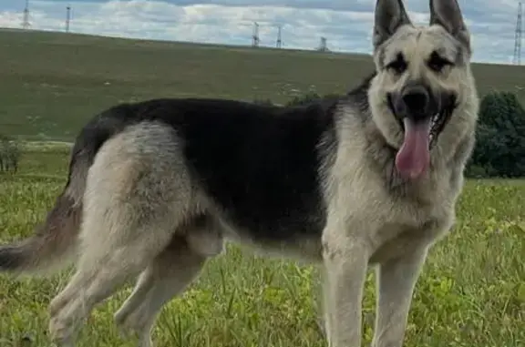 Пропала собака, Дачная ул. 7, Красава