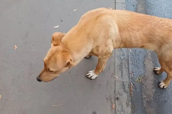 Найдена собака, Москва, фото: Собака найдена у Ленинский проспект, 39/1