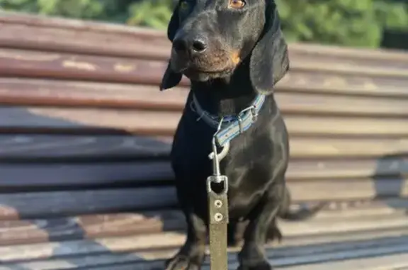 Пропала собака, Михайловск, Андреевская 37/1