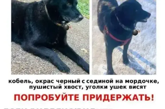 Пропала собака! Малаховское СП, Тульская обл.