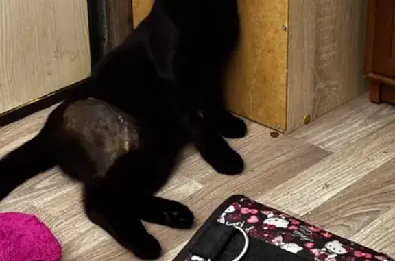 Найдена кошка, Большой Камень, фото: Кот найден: Пограничная ул. 13, Большой Камень