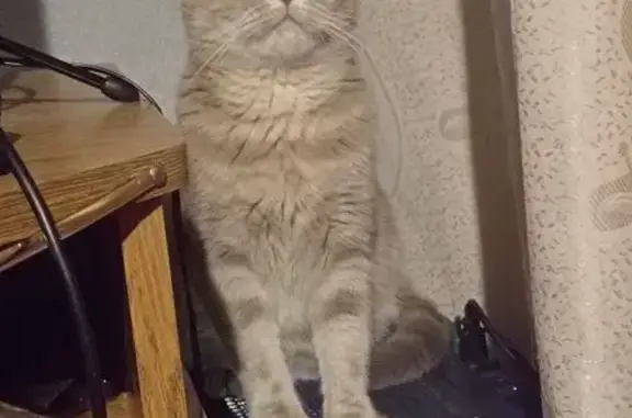 Пропала кошка, ул. Калинина, 25