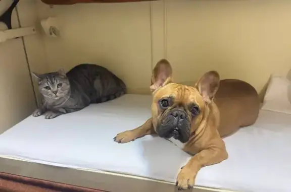 Собаки потеряшки, , фото: Потеряшка собака, Центральная ул. 5, Васильково