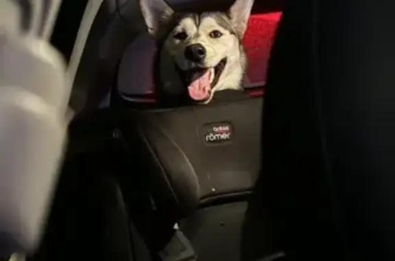 Найдена собака, Московская область, фото: Найдена хаски, Уваровка, МО