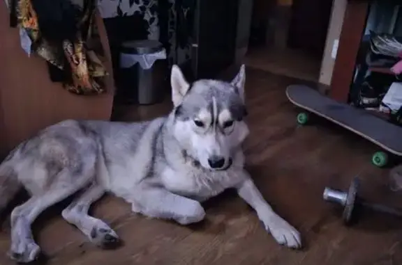 Пропала хаски, ул. Металлургов, Тула