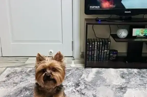 Пропала собака на Степной 30/76, Новочеркасск