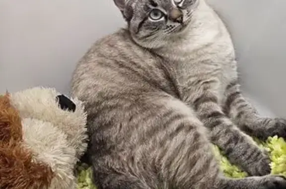 Кошки потеряшки, Москва, фото: Потеряшка кошка, ул. Мусы Джалиля, 16 к2