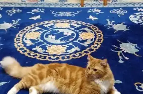 Пропала кошка, ул. Докучаева, 6, Хабаровск