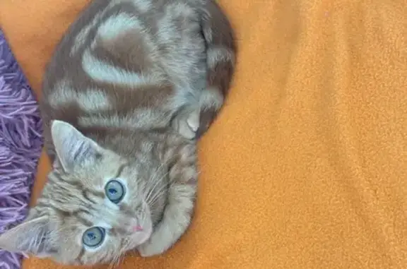 Пропал рыжий котёнок, Дачная 28/4, Сочи