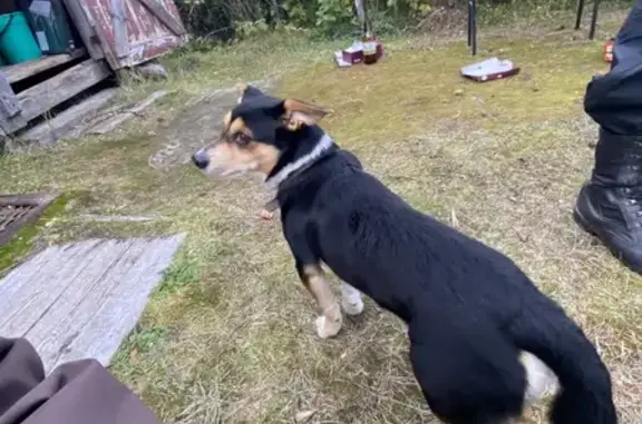 Собаки потеряшки, Северодвинск, фото: Потеряшка собака - Морской, 70