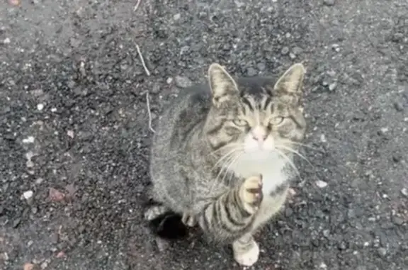 Найдена кошка, Санкт-Петербург, фото: Котик найден на Фермском шоссе, СПб