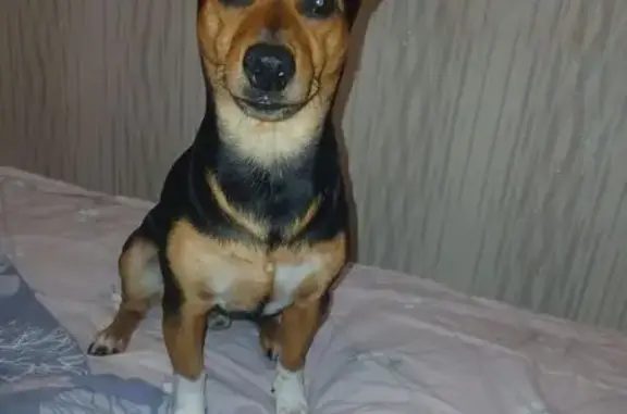 Собаки потеряшки, Тюмень, фото: Потеряшка собака, ул. 50 лет Октября, 63Г