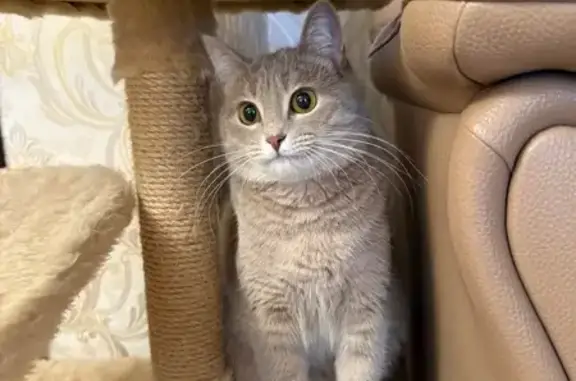 Найдена кошка, Махачкала, фото: Кошка найдена: ул. Гусаева, 2, Махачкала