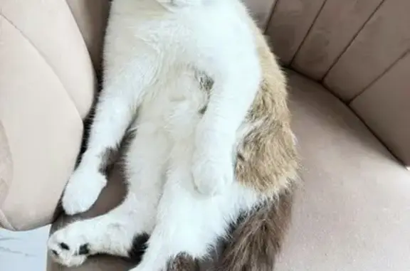 Кошки потеряшки, Стерлитамак, фото: Потеряшка кошка, Стерлитамак, Башкортостан