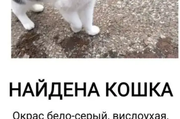 Найдена кошка, Ногинск, фото: Нашли кошку, пл. Революции 5, Ногинск