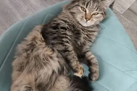 Найдена кошка, Красноярск, фото: Кошка найдена, ул. Копылова 42, Крск