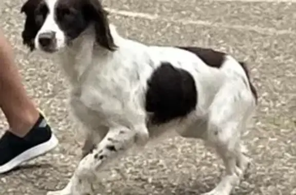 Пропала собака, Павловская 03К-056