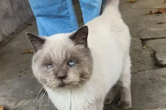 Кошка найдена: Училищная 39, Симферополь