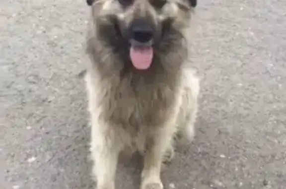 Пропала собака, Пролетарская 121, Саранск