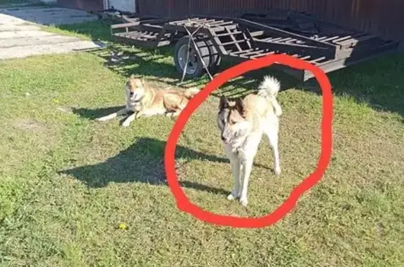 Пропала лайка у Зиново, Тюменская обл.