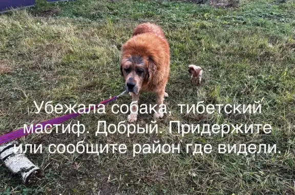 Пропал рыжий тибетский мастиф, Серпухов