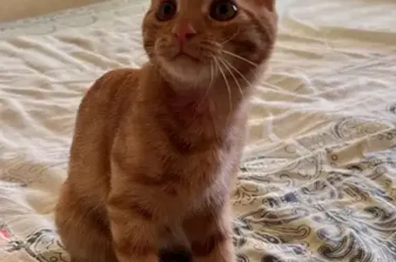 Пропала рыжая кошка, Красная 57, Ейск