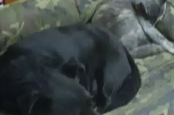 Собаки потеряшки, Ялуторовск, фото: Потеряшка собака, Тюменская 55, Ялуторовск