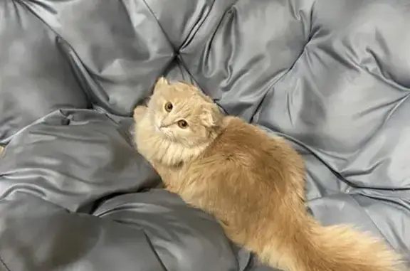 Пропала кошка, ул. Крисанова, Кулебаки