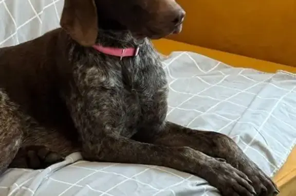 Найдена собака, Дивасы, фото: Собака найдена: Смоленская обл., Дивасы