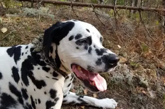 Пропала собака, Белоостров, Ленобласть