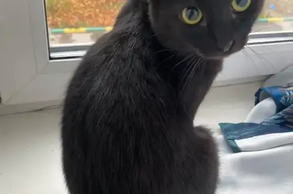 Пропала кошка на Волоховской 10, Тула