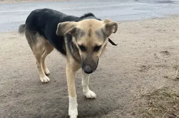 Найдена собака, Тверская область, фото: Собака ищет дом в Ваулино, Тверская обл.