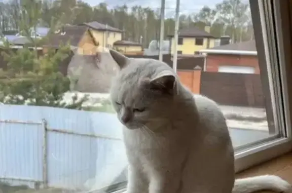 Пропала кошка, 19, Семиозерское поселение