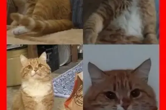 Пропал рыжий кот Кузя, Омск, 8-я Северная