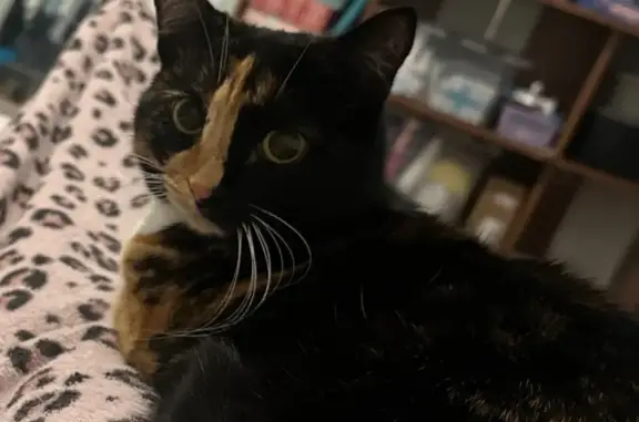 Пропала кошка, Будённовский 11/54, Ростов