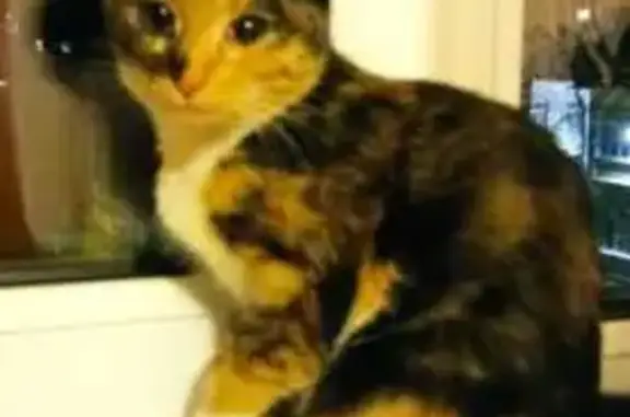 Найдена кошка, Иваново, фото: Кошка найдена: ул. Дзержинского, 16, Иваново