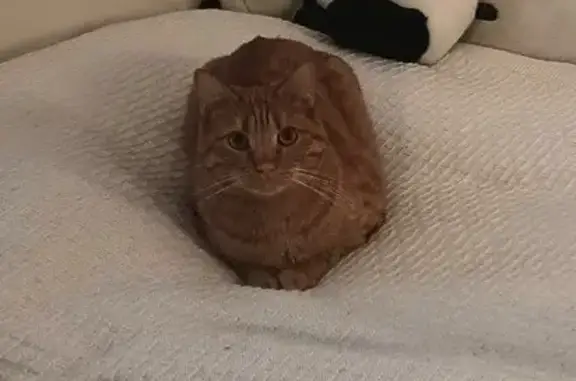 Пропала кошка, ул. Люберка, Некрасовка