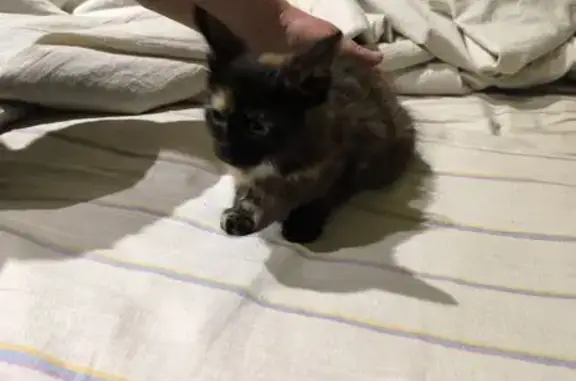 Найдена кошка, Брест, фото: Кошка найдена у школы, ул. Гаврилова 33