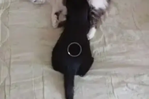 Пропала кошка, 1-й пр. Ст. Димитрова, 4