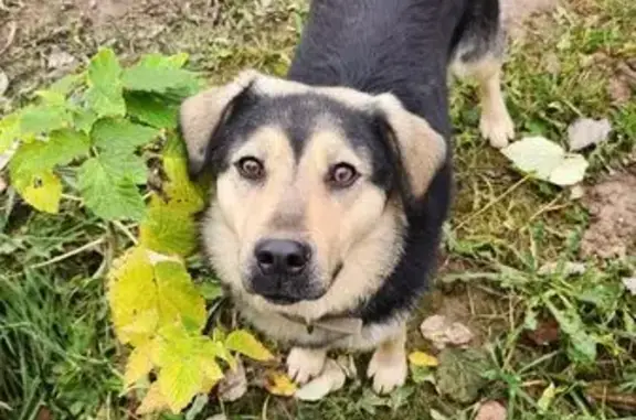 Пропала собака в Горелово, МО