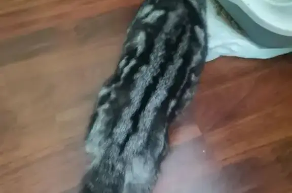 Найдена кошка, Иркутск, фото: Кошка найдена: Угольный проезд, 74, Иркутск