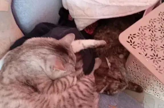 Пропала кошка, Рогачёва 18, Зеленодольск