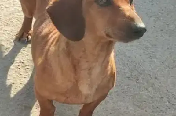 Найдена собака, , фото: Такса найдена в Симферополе, Крым