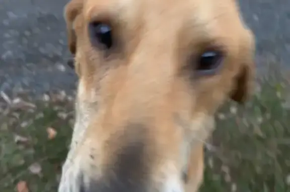 Собака найдена: Горнозаводск, Победы 2 - photo