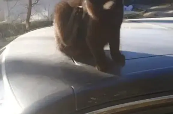 Пропала кошка, Ессентукская 72, Пятигорск